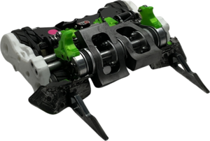Amphisbaena
